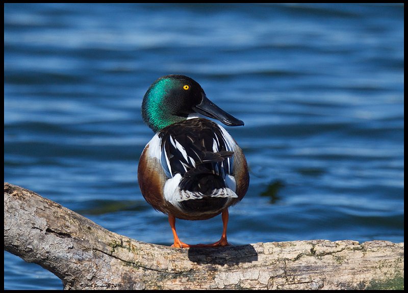 _6SB9806 northern shoveler drake.jpg